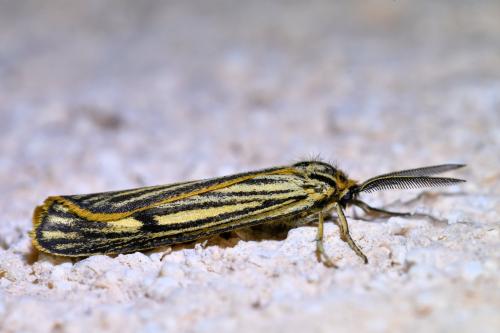 Réf. 327 382 : Coscinia striata
